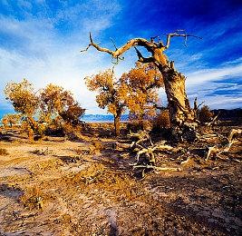 日本麦当劳公开致歉 联动宝可梦卡牌活动不周